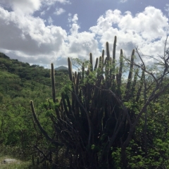 Sint Maarten (52)