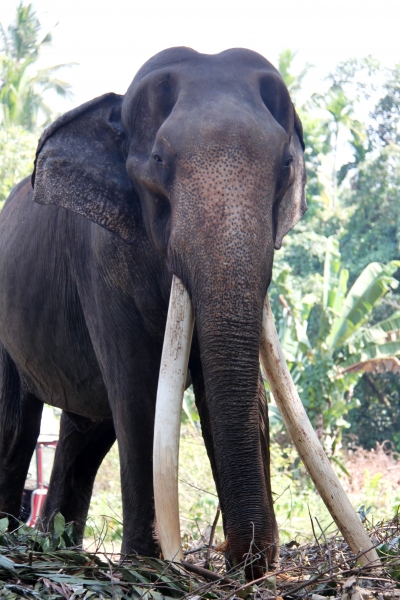 Sri Lanka (119)