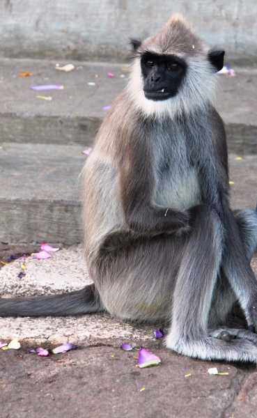 Sri Lanka (18)