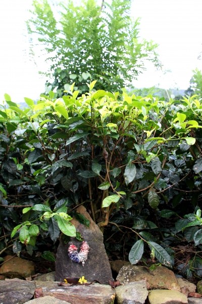 Sri Lanka (208)