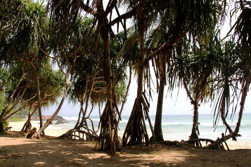 Sri Lanka (228)