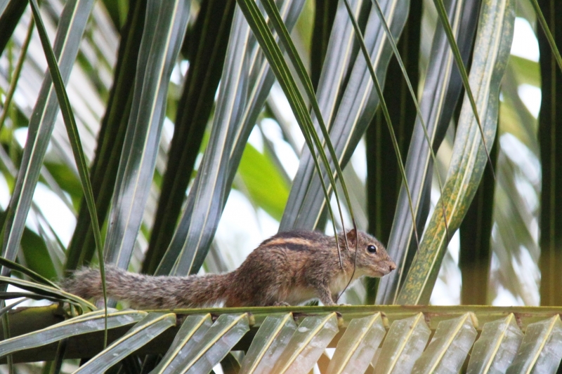 Sri Lanka (251)