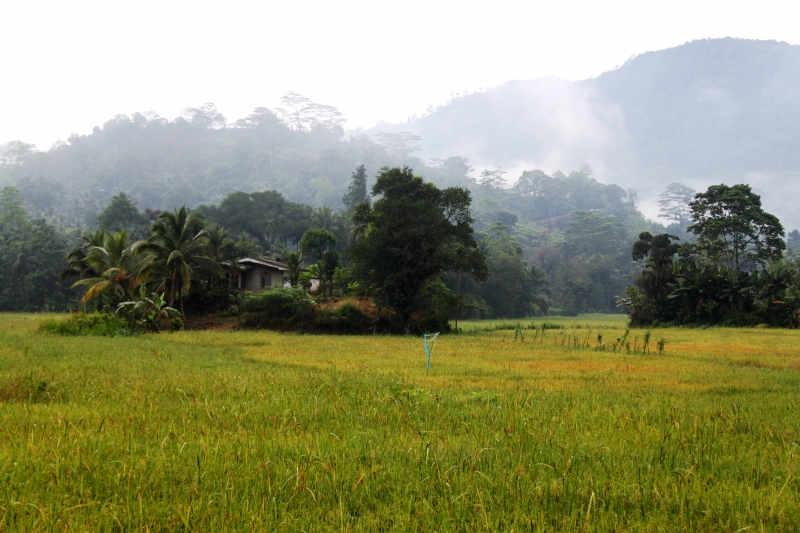 Sri Lanka (257)