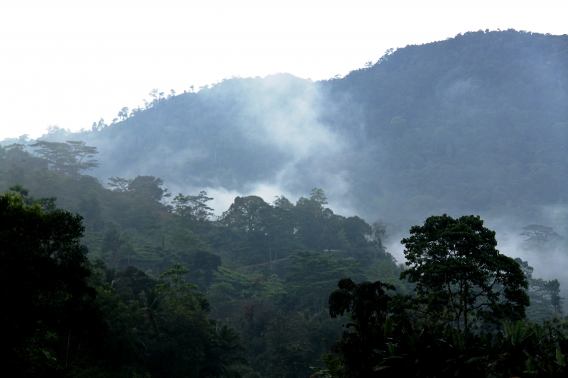 Sri Lanka (258)