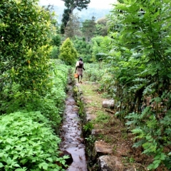 Sri Lanka (207)