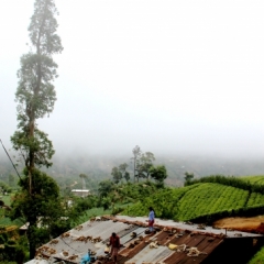Sri Lanka (216)