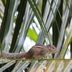 Sri Lanka (251)