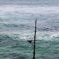 Sri Lanka (26)