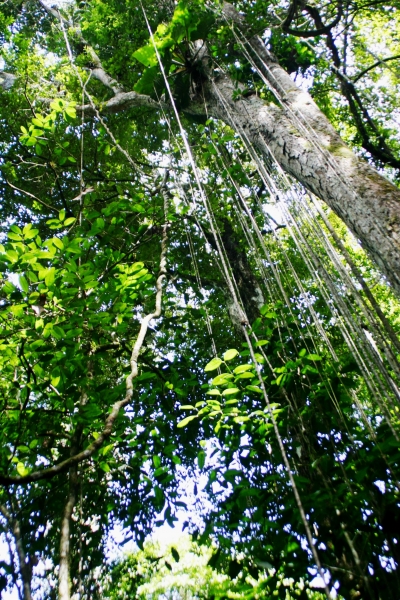 Suriname (12)