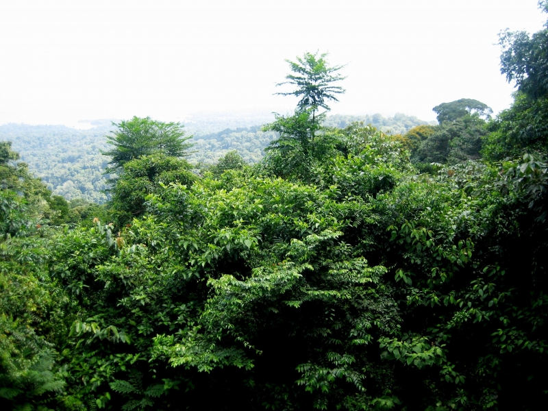 Suriname (6)