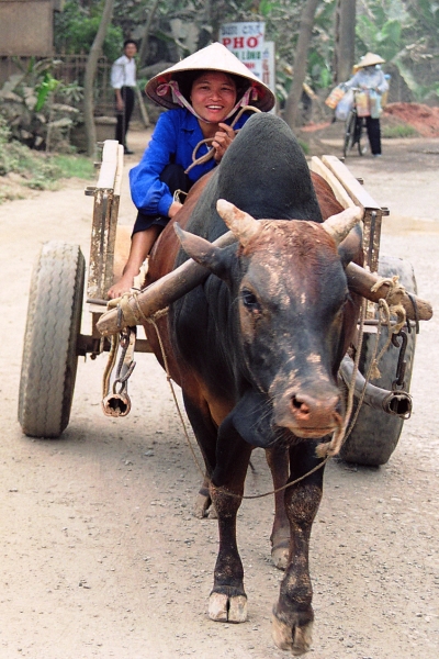 Vietnam (109)