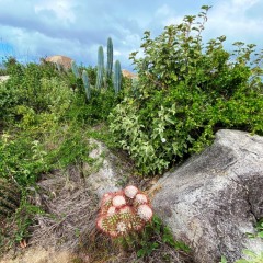 Virgin-Island-Gorda-60