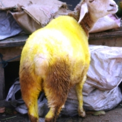 Zuid Oost India (3)