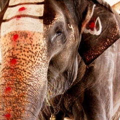 Zuid Oost India (6)