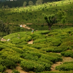 Zuid West India (110)